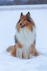 Rough Collie in winter forest