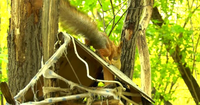 Squirrel on the roof of wooden house