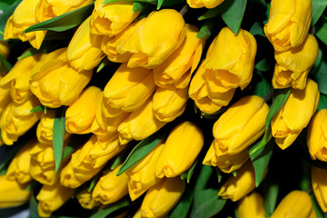 Beautiful bouquet of yellow tulips, close-up.