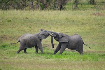 Naklejka na ściany i meble Elephants Fighting in Maasai Mara