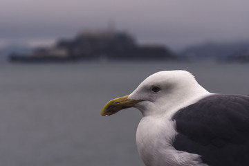 Close-up of a seagull with Alcatraz Island in the background on a cloudy morning in San Francisco