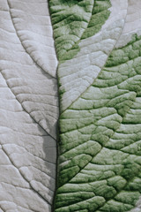 The texture of a green white leaf with veins is similar to the skin of reptiles. Contrast light.