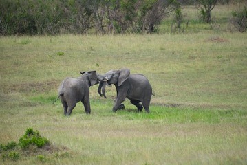 Obraz premium Elephants Fighting in Maasai Mara