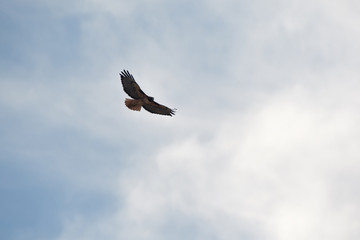 Red-tailed hawk flying against light clouds in California