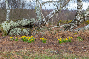 Spring at Chailey Common in Sussex
