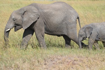 Naklejka na ściany i meble Baby Elephant in Maasai Mara
