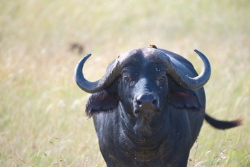 Cape Buffalo in Maasai Mara