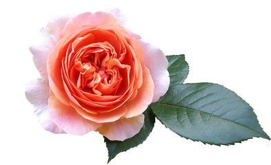 Róża Chippendale - obrazy, fototapety, plakaty