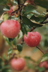 red apples with drops of water on a tree