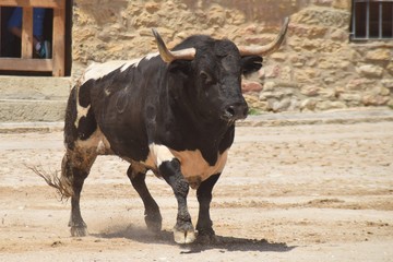 spanish bull