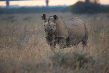 Black Rhino in Nairobi National Park