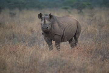 Obraz premium Black Rhino in Nairobi National Park