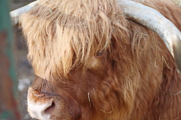 Scottish cattle on a farm.Highland cattle.