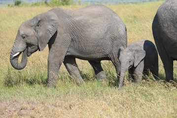 Naklejka na ściany i meble Baby elephant with mother