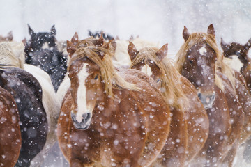 吹雪の日の馬