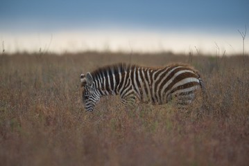 Fototapeta na wymiar Baby Zebra with Herd