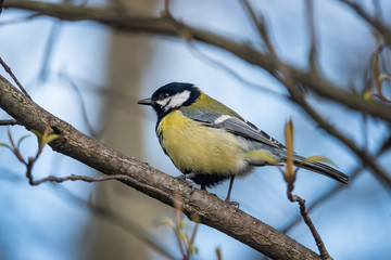 Great Tit Perched on Branch in Winter