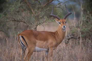 Impala in Kenya