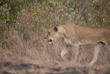 Lioness in Nairobi National Park
