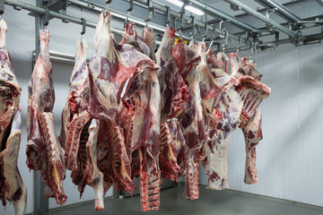Freshly slaughtered halves of cattle hanging on the hooks in a refrigerator room of a meat plant for further food processing.