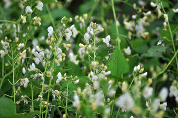 On the farm field blooms beans