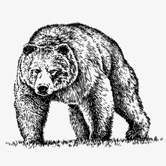 Bear silhouette vector illustration