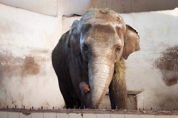 Big old Asian elephant at the zoo cage.