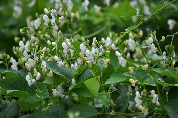 On the farm field blooms beans