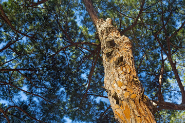 Bottom view of the crown of coniferous tree.