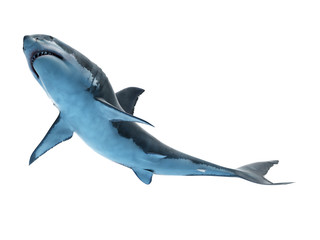 3d rendered medically accurate illustration of a great white shark