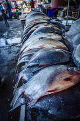 Frischer Fisch vom Markt 