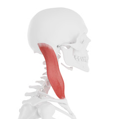 3d rendered medically accurate illustration of the Sternocleidomastoid