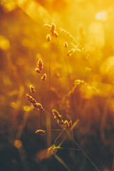 Summer Grass Meadow Close-Up With Bright Sunlight. Sunny Spring Background