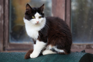 Cute black and white cat sitting on the street near wooden house.