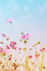 Obraz na płótnie Canvas Pink wild flowers (Cosmos) on background of blue sky, bottom view, toned. Flower background, soft focus