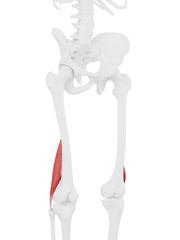 3d medically accurate illustration of the Short Biceps Femoris