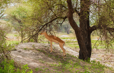 Antelopes in Africa