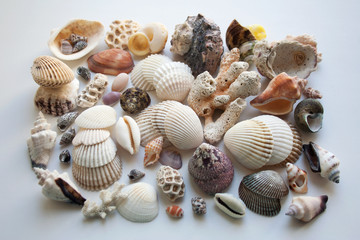Collection of various seashells and corals hand picked on thai coast isolated on white background