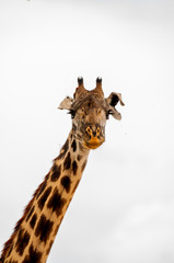 Fototapeta premium giraffe's head