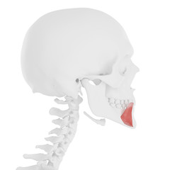 3d rendered medically accurate illustration of the Depressor Anguli Oris