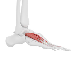 3d rendered medically accurate illustration of the Extensor Digitorum Brevis