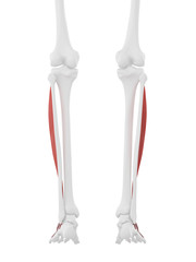 3d rendered medically accurate illustration of the Extensor Digitorum Longus