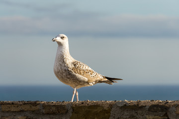 Seagull on a wall in front of the sea