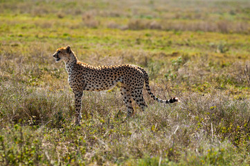 cheetah is hunting