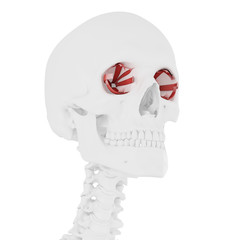 3d rendered medically accurate illustration of the Eye Muscles