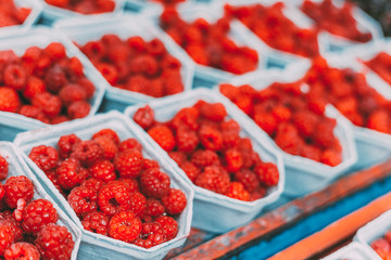Yummy Organic Red Berries Raspberries At Market In Trays