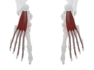 3d rendered medically accurate illustration of the Flexor Digitorum Brevis