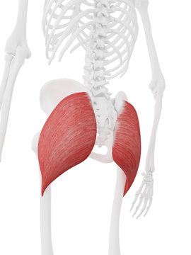 3d rendered medically accurate illustration of the Gluteus Maximus