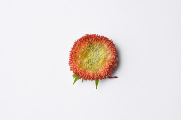 Colorful  head of the flower isolated on a white background. Copy space