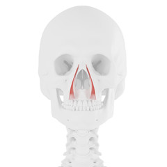 3d rendered medically accurate illustration of the levator labii superioris alaeque nasi